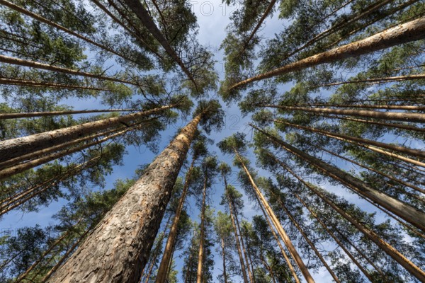 Treetops, Forest, Isojärvi National Park, Finland, Europe