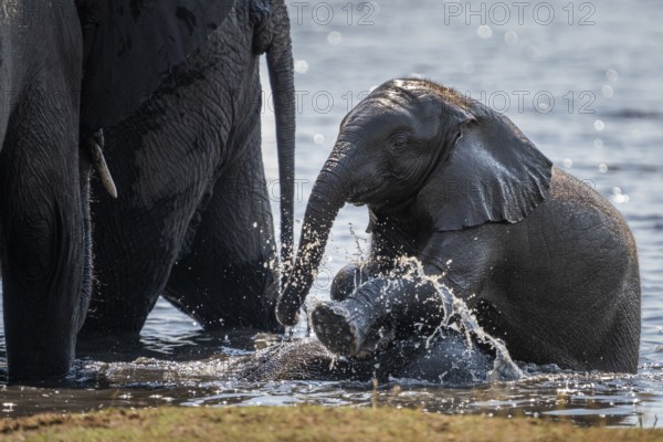 Baby elephants, Loxodota africana, are playing in the water an adult animal elephant. Chobe National Park, Botswana, Africa