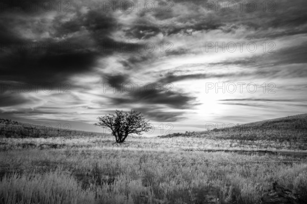 Black and white landscape photo of a single tree standing alone in the middle of a field. Dramatic clouds are seen in the sky. Damaraland, Namibia, Africa