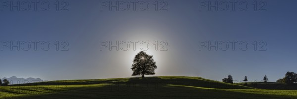 Common beech (Fagus sylvatica), in autumn at sunset, solitary tree near Rieden am Forggensee, Ostallgäu, Allgäu, Bavaria, Germany, Europe