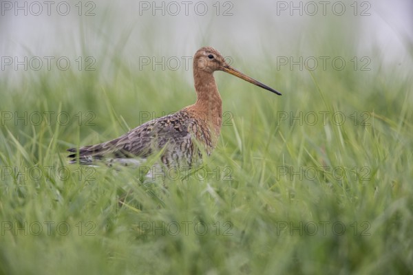 Black-tailed godwit (Limosa limosa), Lower Saxony, Germany, Europe