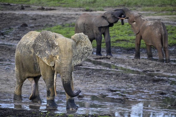 African forest elephants (Loxodonta cyclotis) in the Dzanga Bai forest clearing, Dzanga-Ndoki National Park, Unesco World Heritage Site, Dzanga-Sangha Complex of Protected Areas (DSPAC), Sangha-Mbaéré Prefecture, Central African Republic, Africa