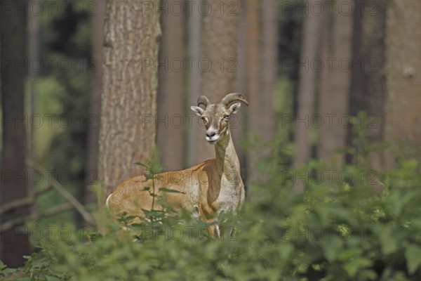 Mouflon (Ovis aries musimon), A female mouflon stands at attention between trees in the forest, Haltern, North Rhine-Westphalia, Germany, Captive, Europe