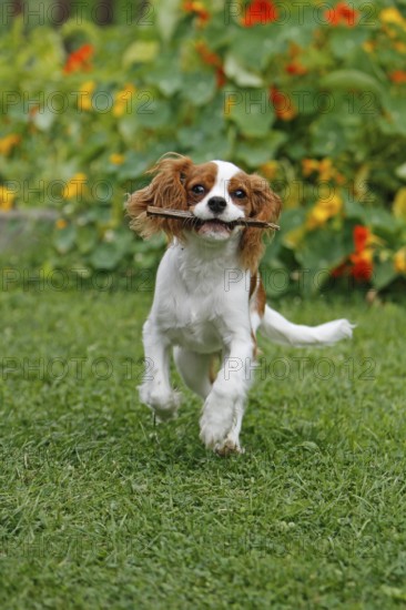 Cavalier King Charles Spaniel, kitten