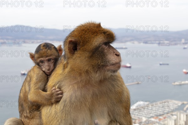 Monkey cub clinging to larger monkey, with coastal landscape in the background, Gibraltar, Barbary macaque (Macaca sylvanus), Europe