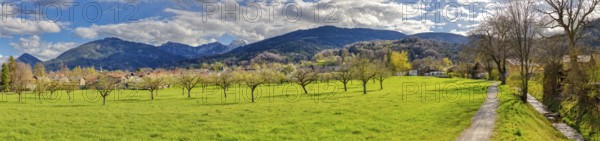 Wide green meadow with trees, surrounded by mountains under a cloudy sky in a spring landscape, Bad Feilnbach, cherry tree blossom