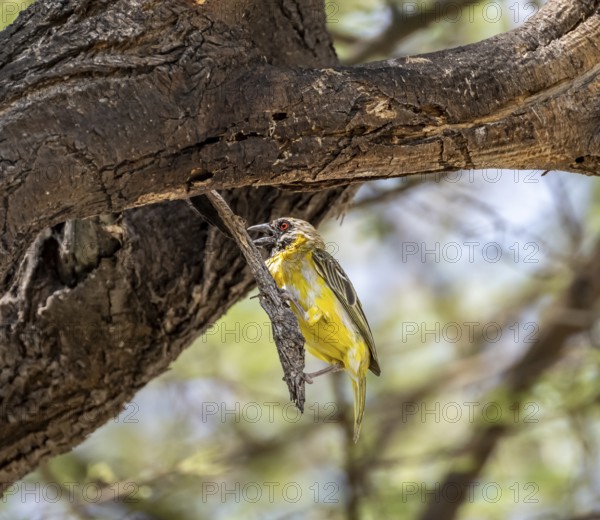 Village weaver (Ploceus cucullatus) on a branch, non-breeding male, Etosha National Park, Namibia, Africa