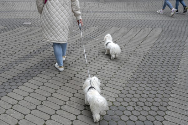 City walk with two Maltese dogs, Nuremberg, Middle Franconia, Bavaria, Germany, Europe