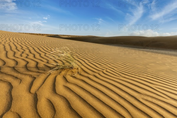 Dunes of Thar Desert. Sam Sand dunes, Rajasthan, India, Asia