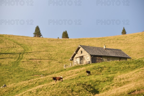 Evening atmosphere on the Hochalm with alpine hut and cows, Sonntagshorn, Chiemgau Alps, Salzburger Land, Austria, Europe