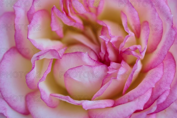 Pink white coloured rose (Rosa, Rosaceae), in full bloom, close-up, summer, Germany, Europe