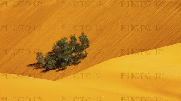 Green bush growing in the middle of sand dunes, Rub al Khali desert, Dhofar province, Arabian Peninsula, Sultanate of Oman