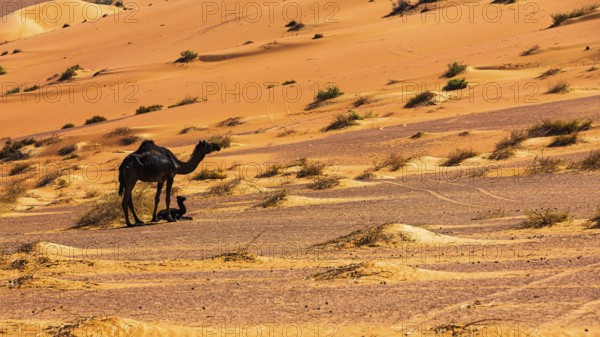 Black camel (Camelidae) with young in the Rub al Khali desert, Dhofar province, Arabian Peninsula, Sultanate of Oman