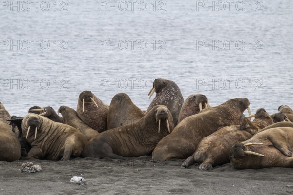 Walrus (Odobenus rosmarus), walrus, Kiepertøya, Svalbard and Jan Mayen archipelago, Norway, Europe