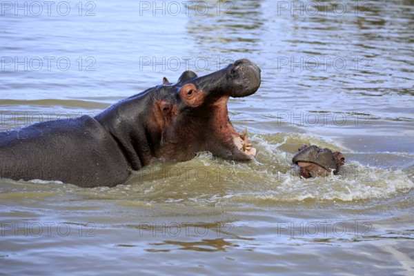 Hippopotamus (Hippopatamus amphibius), adult, in water, two, fighting, threatening, yawning, Saint Lucia Estuary, Isimangaliso Wetland Park, Kwazulu Natal, South Africa, Africa