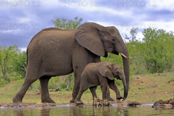 African elephant (Loxodonta africana), juvenile, mother, adult, female, mother with juvenile, at the water, drinking, Kruger National Park, Kruger National Park, South Africa, Africa