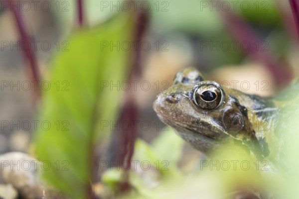 Common frog (Rana temporaria) adult amphibian on a garden vegetable bed with Beetroot in the summer, England, United Kingdom, Europe