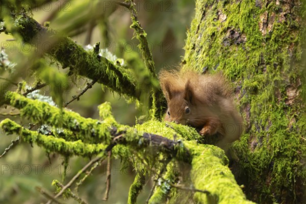 Red squirrel (Sciurus vulgaris) adult animal on a tree branch, Yorkshire, England, United Kingdom, Europe