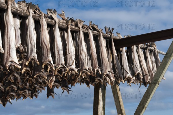 Cod from the Barents Sea, dried fish production, Reine, Lofoten Island Moskenesøya, Moskenesoya, Lofoten, Northern Norway, Norway, Europe
