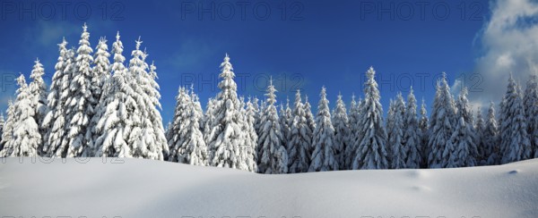 Panorama, snow-covered winter landscape, snow-covered spruces and sparkling snow crystals, Harz National Park, Saxony-Anhalt, Germany, Europe