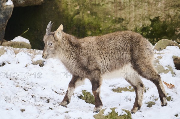 Alpine ibex (Capra ibex) youngster in winter, snow, Bavaria, Germany, Europe