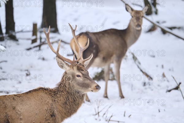 Red deer (Cervus elaphus) stag in a forest in winter, snow, Bavaria, Germany, Europe
