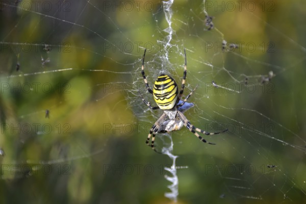 Wasp spider (Argiope bruennichi) in a web in the garden, Bavaria, Germany, Europe