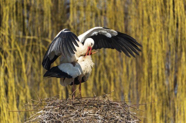 A stork with raised wings in the nest during courtship, White Stork (Ciconia ciconia), wildlife, Germany, Europe