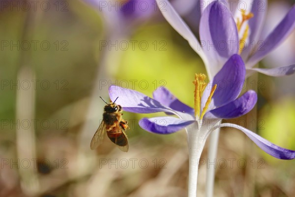 Bee, crocus blossom, early March, Germany, Europe