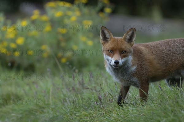Red fox (Vulpes vulpes) adult animal in grassland in the summer, England, United Kingdom, Europe