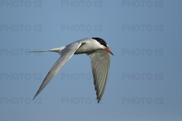 Common tern (Sterna hirundo) adult bird flying in the summer, England, United Kingdom, Europe