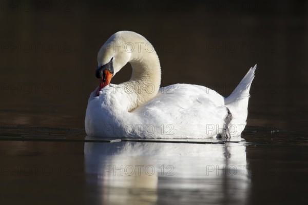 Mute swan (Cygnus olor) adult bird on ice of a frozen lake in winter, England, United Kingdom, Europe