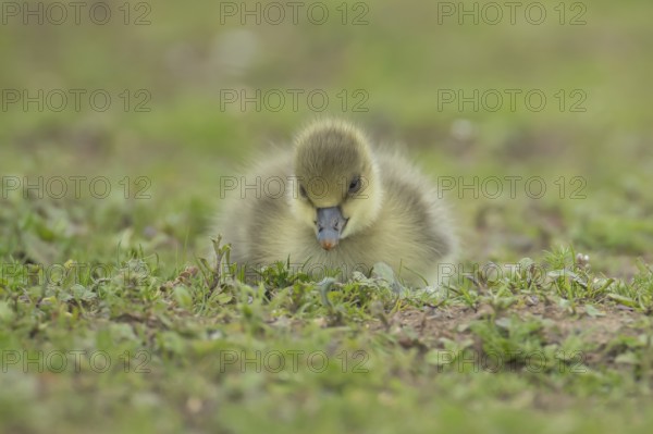 Greylag goose (Anser anser) juvenile baby gosling bird resting on grassland, England, United Kingdom, Europe