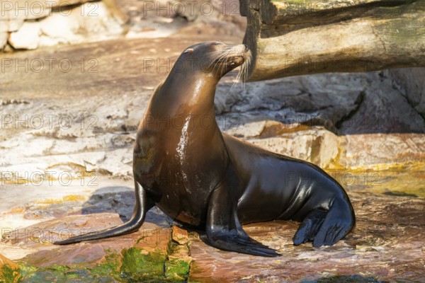 California sea lion (Zalophus californianus), at the shore of the sea, captive, Germany, Europe