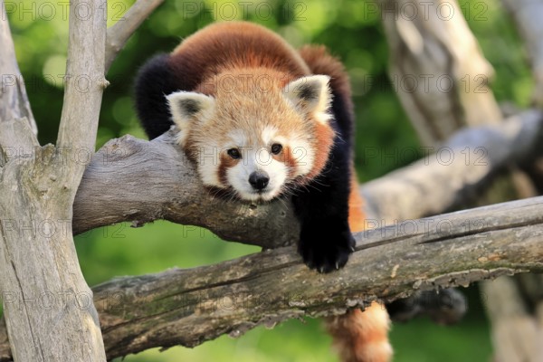 Western Red panda Ailurus fulgens), adult, portrait, on tree, captive, Himalaya, Central Asia