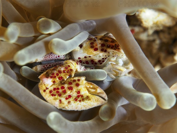 Porcelain crab, spotted porcelain crab (Neopetrolisthes maculatus), sits protected between the tentacles of a sea anemone, dive site SD, Nusa Ceningan, Nusa Penida, Bali, Indonesia, Asia