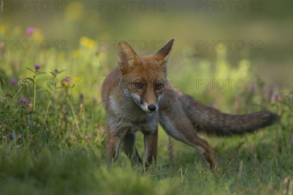 Red fox (Vulpes vulpes) adult animal standing in grassland with summer flowers, England, United Kingdom, Europe