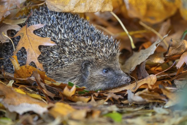 European hedgehog (Erinaceus europaeus) adult animal emerging from a pile of fallen autumn leaves, England, United Kingdom, Europe