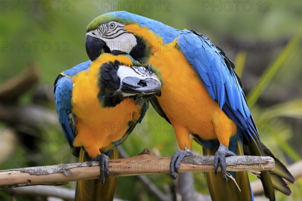 Yellow-breasted Macaw (Ara ararauna), adult, perch, pair, social behaviour, plumage care, South America