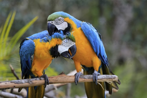 Yellow-breasted Macaw (Ara ararauna), adult, perch, pair, social behaviour, plumage care, South America