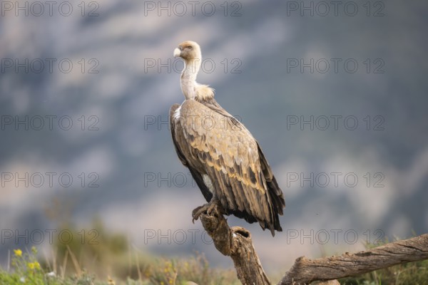 Griffon Vulture (Gyps fulvus) sitting on an old gnarled root in autumn, Pyrenees, Catalonia, Spain, Europe