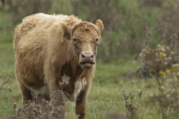 Domesticated cow or cattle (Bos taurus) adult farm animal in a grass field, Suffolk, England, United Kingdom, Europe