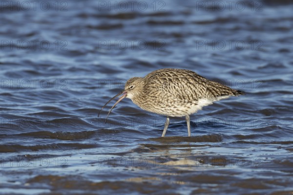 Eurasian curlew (Numenius arquata) adult bird feeding on a coastline, Norfolk, England, United Kingdom, Europe
