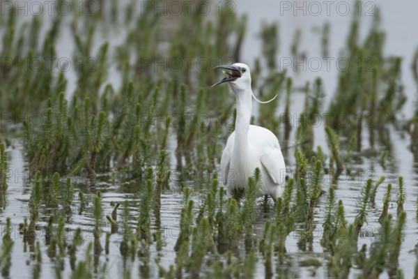 Little egret (Egretta garzetta) adult bird eating a fish in a shallow lagoon, Suffolk, England, United Kingdom, Europe