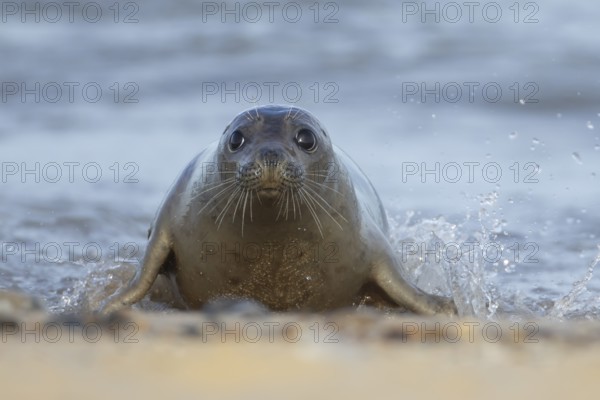 Grey seal (Halichoerus grypus) adult animal emerging from the waves of the sea, Norfolk, England, United Kingdom, Europe