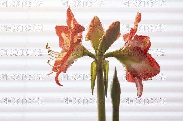 Indoor photo, red amaryllis, flower (Amaryllidaceae) and stamens, buds, in front of window, roller blind, Stuttgart, Baden-Württemberg, Germany, Europe