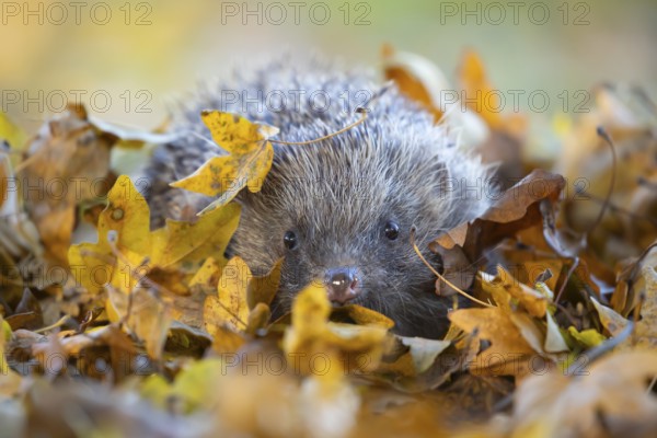 European hedgehog (Erinaceus europaeus) adult animal amongst fallen autumn leaves, England, United Kingdom, Europe