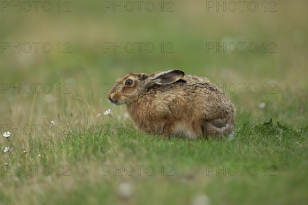 European brown hare (Lepus europaeus) adult animal resting in grassland in summer, England, United Kingdom, Europe
