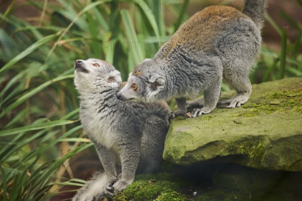 Crowned lemurs (Eulemur coronatus) couple, sitting on the ground, Germany, Europe