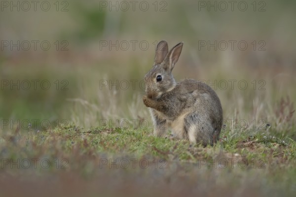 Rabbit (Oryctolagus cuniculus) wild juvenile baby animal washing its feet in grassland in the summer, England, United Kingdom, Europe
